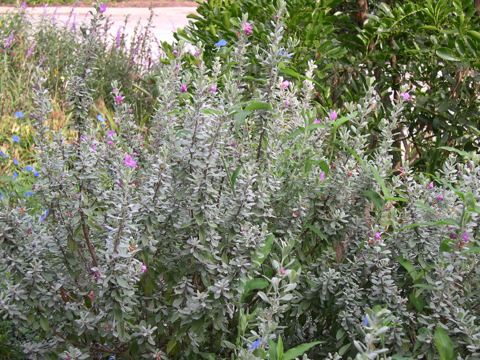 Leucophyllum frutescens